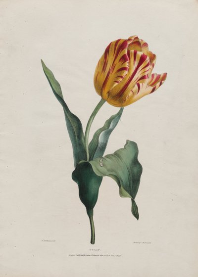 Tulp door Valentine Bartholomew